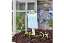 Lade das Bild in den Galerie-Viewer, Saatgut Er liebt mich, er liebt mich nicht, Er liebt mich. Gänseblümchen 2