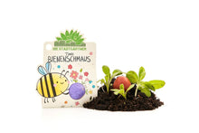Lade das Bild in den Galerie-Viewer, Timos Bienenschmaus 1 Blumenmurmel für Blumenkinder6
