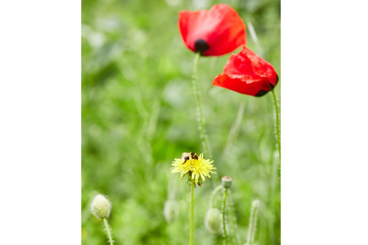 Dose mit 25 Blumenmurmeln für Blumenkinder Wildblumen 8